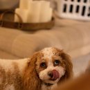 꿀강아지 이미지