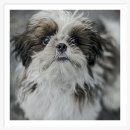 컴투펫 위탁보호센터 인천점 이미지