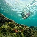 현지 | 보홀 나팔링 셀프투어 현지 정어리떼 후기