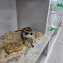 펫엔글라이더본점&로던트클럽 광주 이미지