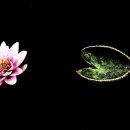 연꽃세상 이미지