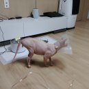 충북산소 이미지