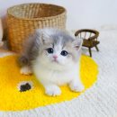 왕십리 고양이 위너펫 24시 이미지