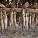 황태덕장 이미지