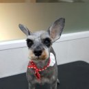 마곡나무 동물병원 이미지