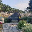 태안-안면-비상-8 | 24_10_12 태안 안면도 간월도(간월암) 안면암 꽃지해변과 가을꽃 박람회 자연 휴양림