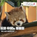 동물원 | 판다보러 방문하셨죠? 도쿄 우에노 동물원 다녀온 후기