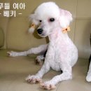 흰둥이 이미지