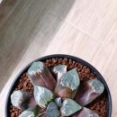 사금농장 이미지