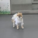 리츠펫 향남점 이미지