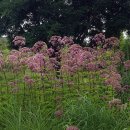 조파이위드(Joe pye weed) 이미지
