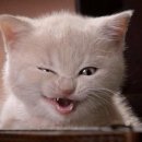 몽몽이# 이미지