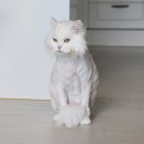 반냥트리 | 송파고양이미용 무마취 반냥트리 사나운 터키쉬앙고라 f. 미용 주기, 단모