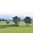 [3박4일] 제주도 머체왓숲길 - 한라산둘레길 수악길 이승악오름 이미지