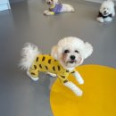 옐레드 동탄예당점 | 동탄강아지유치원 옐레드 동탄예당점