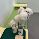 라떼멍살롱 | [포항 남구 이동] 포항 실내 애견카페 추천 | “카페 멍멍” | 내돈내산 솔직후기 주차꿀팁