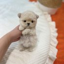테디 켄넬(TEDDY KENNEL) | 타이니푸들 테디푸들 수입푸들 전문분양은 어디? (feat. 푸들 백과사전)
