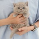 미유펫 강아지분양고양이분양 김포점 네이버블로그