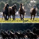 이제원 목장 이미지