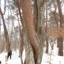 덕유산 (1614m)-익산 보석산악회 1 이미지