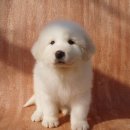 쭈쭈쭈 Daum카페