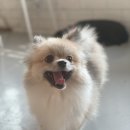 하이멍멍 이미지