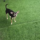 윤앤퍼피 이미지