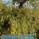 유교부식회 관련문서 | 경주 여행지 코스 갈만한곳 | 경주 양동마을 통일전 은행나무길 | 경북 가볼만한곳