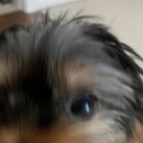 창녕동물병원 | 포인핸드 유기동물 입양 후기 포인핸드