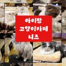 니즈 | 의정부 고양이카페 니즈, 아이가 계속 가자고 하는 이유