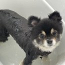 왈로하그루밍 이미지