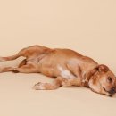 광진동물병원 이미지