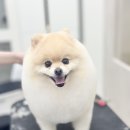 코코몽드 이미지