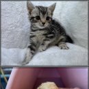 강아지는 내 운명 이미지