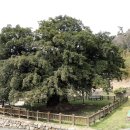 상만리 비자나무 이미지