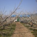 섬진농장 이미지