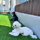 단짝멍몽 이미지