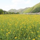 충북 옥천 친수테마공원 유채꽃밭 이미지