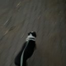개소리펫샵 이미지