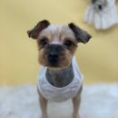 쏭트리밍 이미지