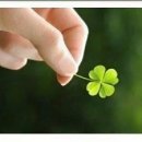클로버 이미지