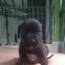 똥강아지 이미지