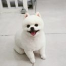 조은동물병원 미용실 이미지