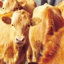 연화축사 이미지