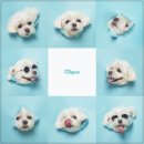 헬로우 독 이미지