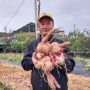 고구마 사진 이미지