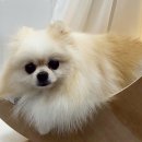 도블리펫 이미지