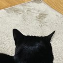 멜오