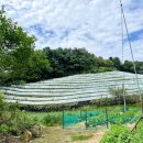 선경 양봉 | 가평 포도 규모가 엄청난 선경농원