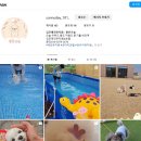 맑은오늘 애견유치원&호텔 | [호성일상] 김포 맑은오늘 애견유치원/호텔